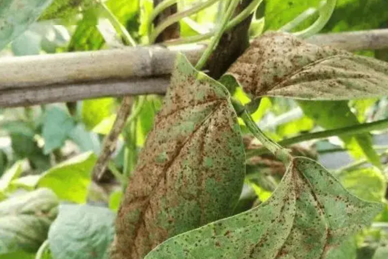 豇豆蓟马、斑潜蝇的绿色防控技术有哪些?