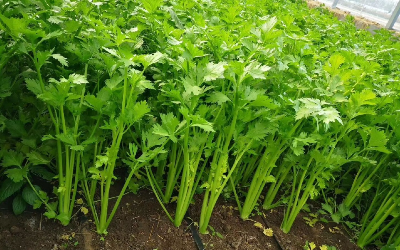 如何种植香芹
