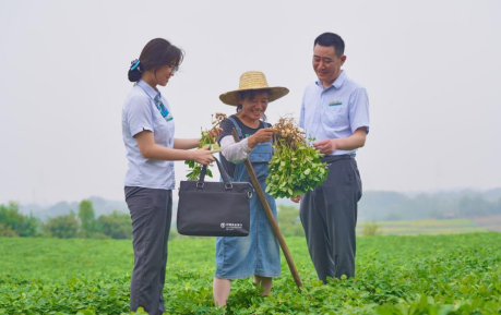 丰收的花生