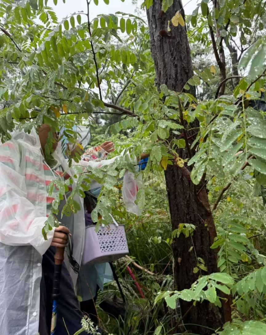 采摘落叶松菇