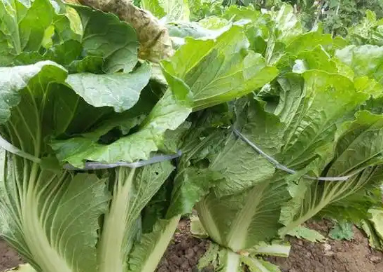 白菜丰收