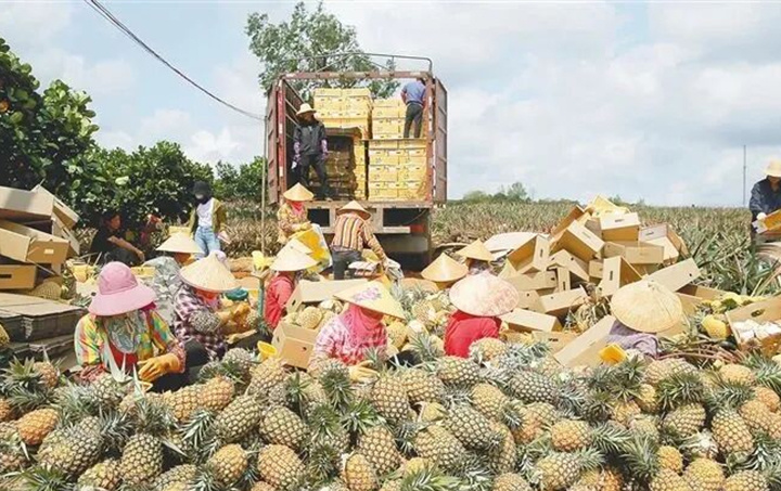 从火山荔枝到太空育种：海南果业升级的三把钥匙