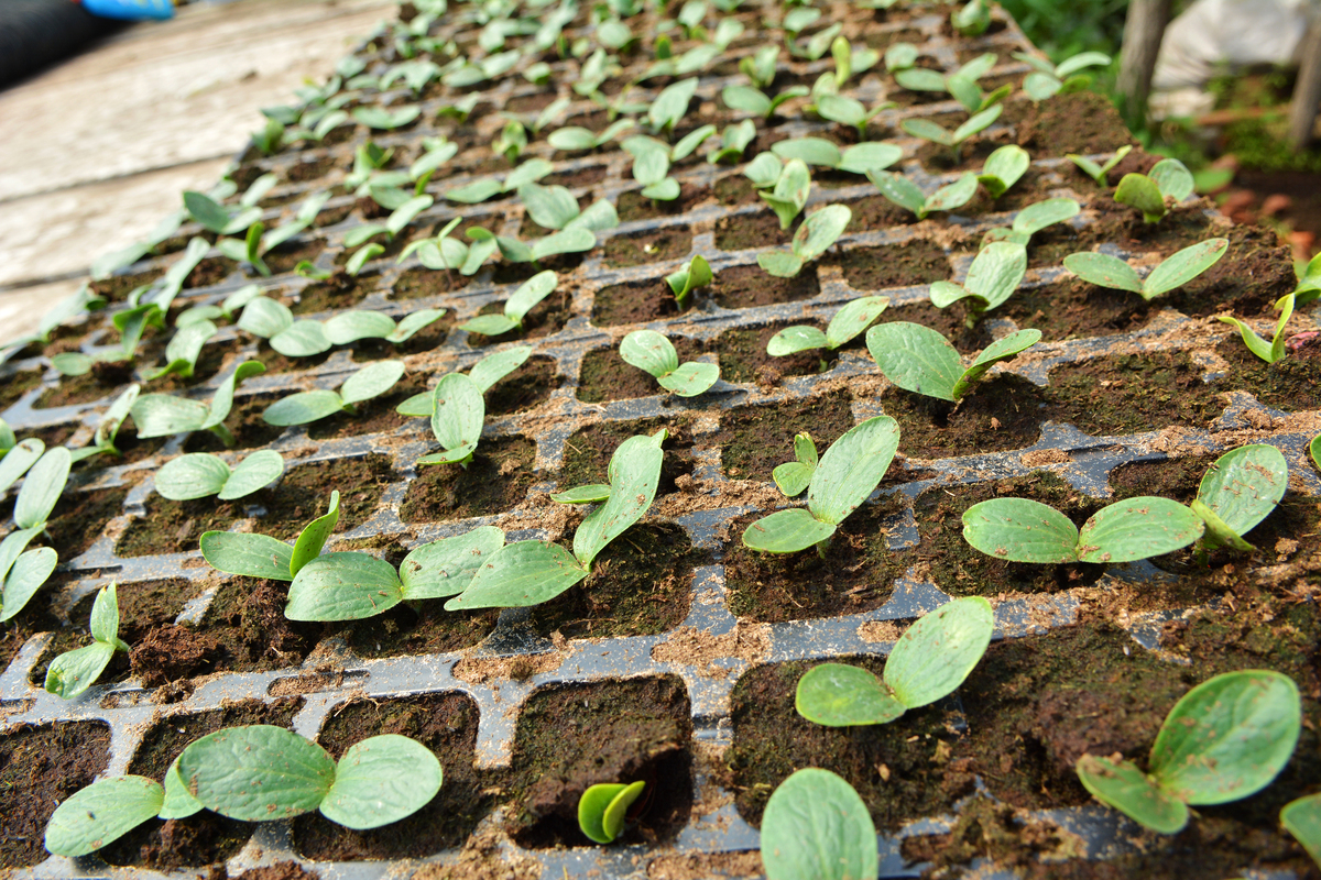 黄瓜苗栽多深合适？这些技巧让黄瓜缓苗快、产量高