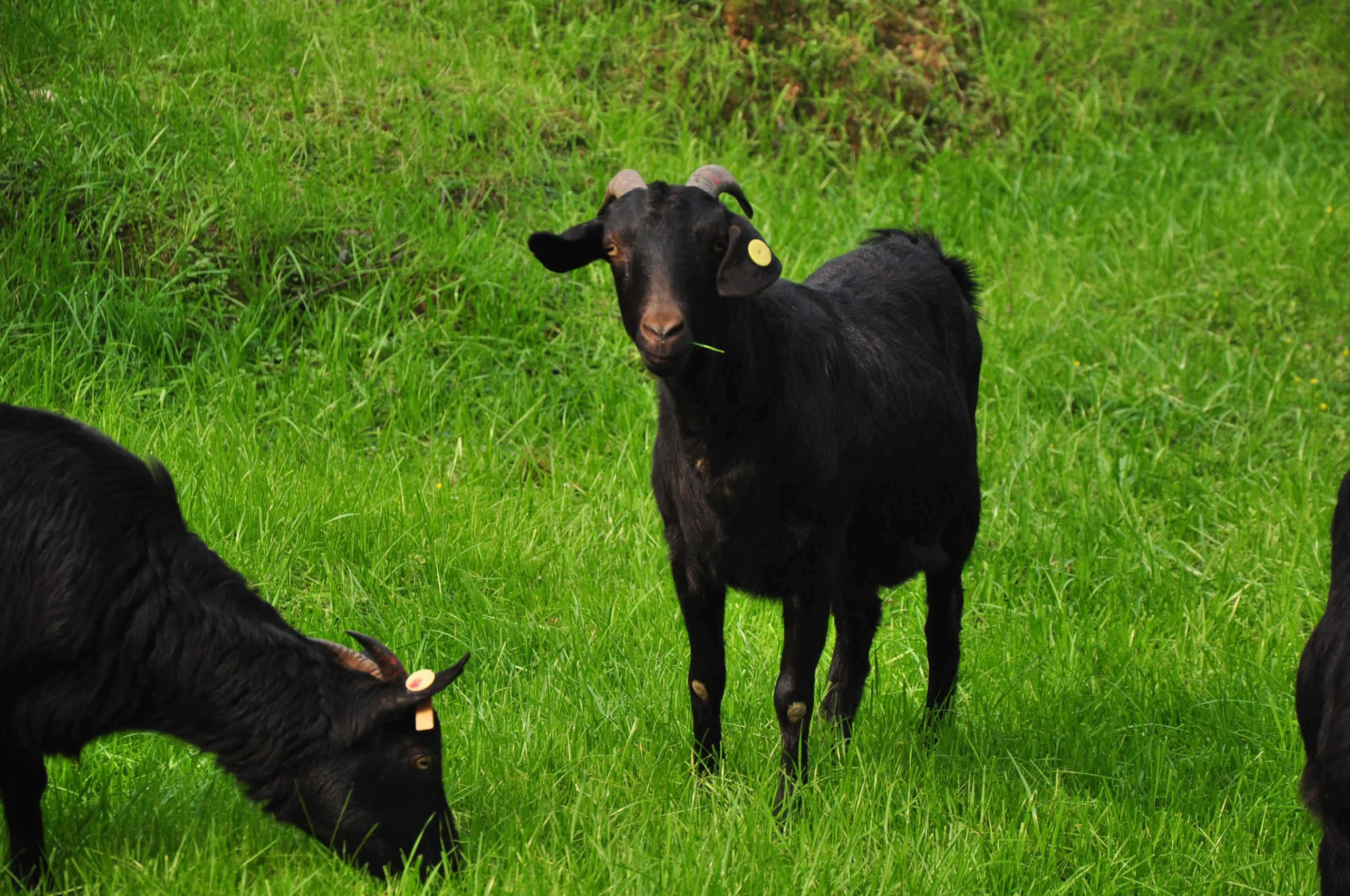 农村特色养殖新思路：这些项目投入少、销路稳，普通农户也能翻身