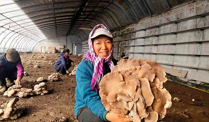 从安图灵芝菇看东北冷凉区珍稀菌致富新路径