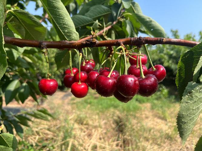 辽宁省甜樱桃育种联合攻关项目取得重要进展，成功培育多个新品种推动产业升级