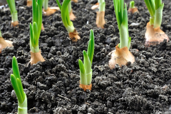 洋葱施肥：避开这三种肥料，丰收更有保障