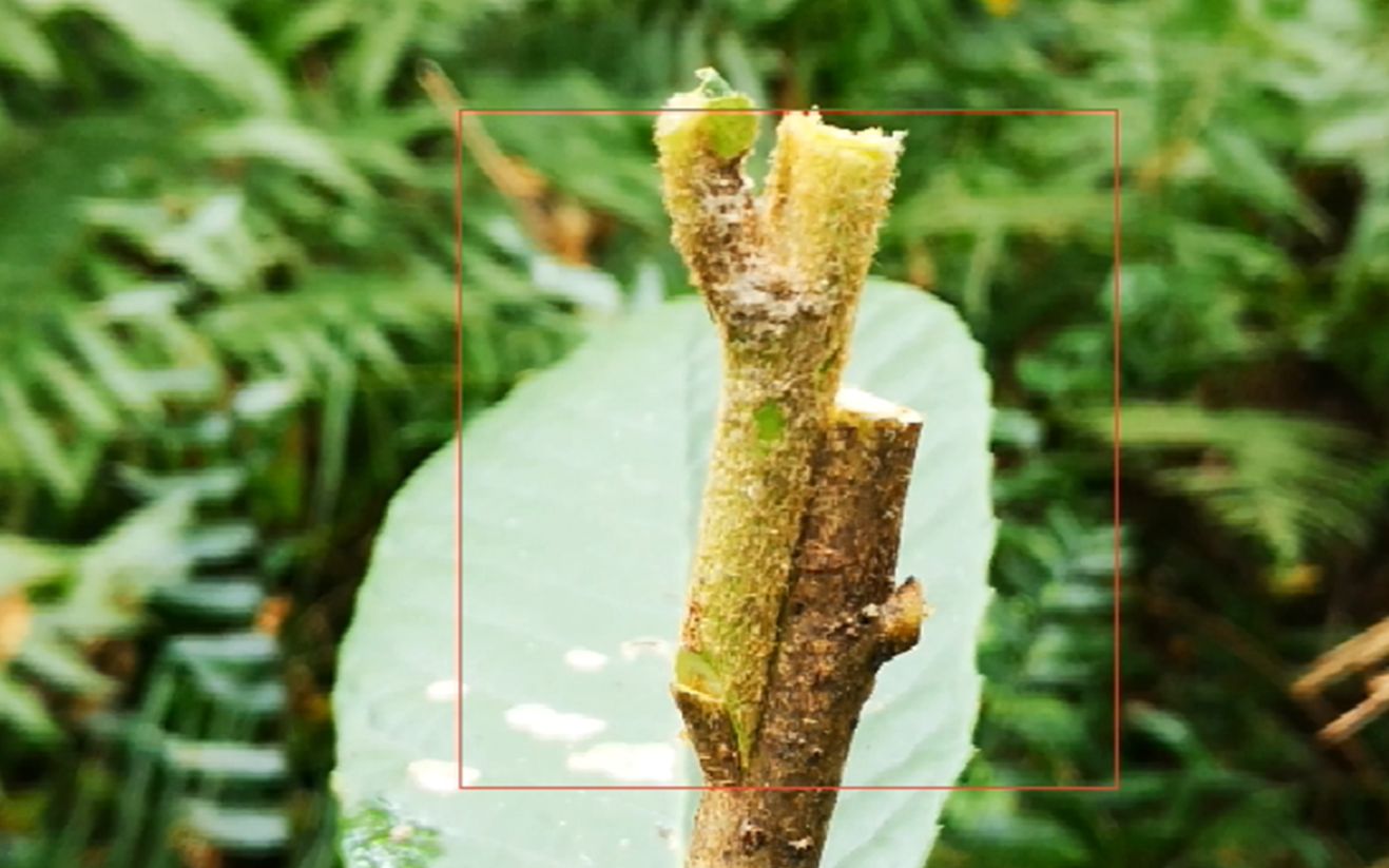 立春后果树怎么嫁接？掌握这些方法，新手也能秒变嫁接高手