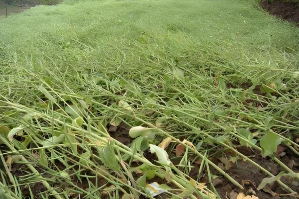 油菜结荚后发生倒伏怎么办？如何预防？