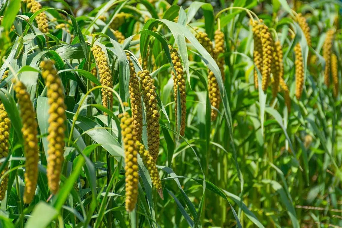 种谷子有什么技巧？手把手教你种好谷子：老农经验与科技结合的实用指南
