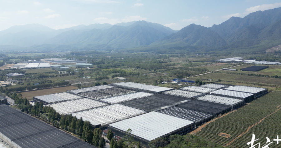 翁源兰花43亿产业链：2.5万农户年增收37%的实战路径