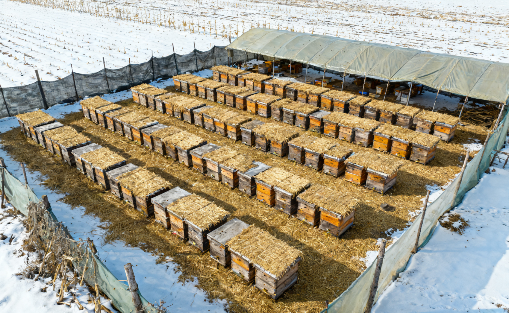 越冬蜂场布局，行列式蜂箱与防风设施远景