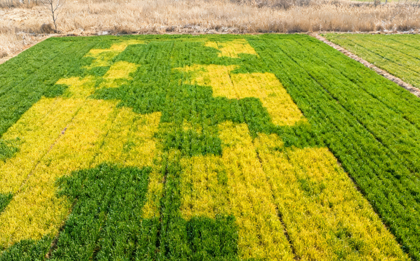 发病麦田景观,黄绿相间病斑远景