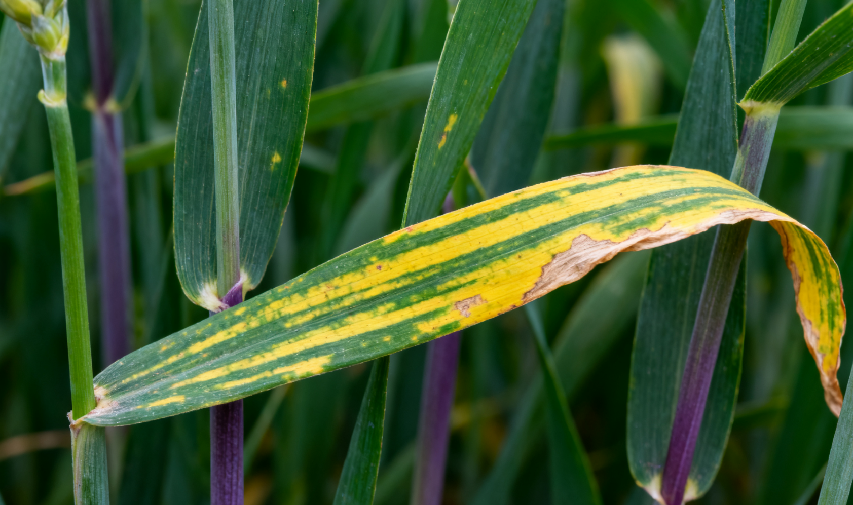 病株叶片症状,黄绿条纹花叶近景