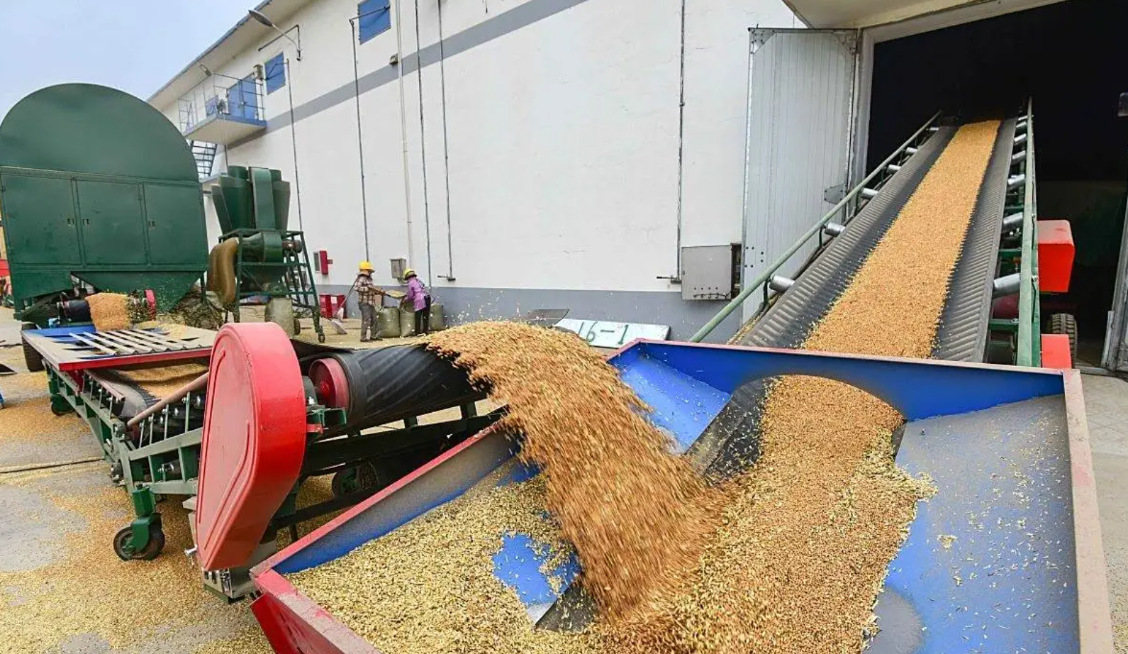 小麦入仓前处理