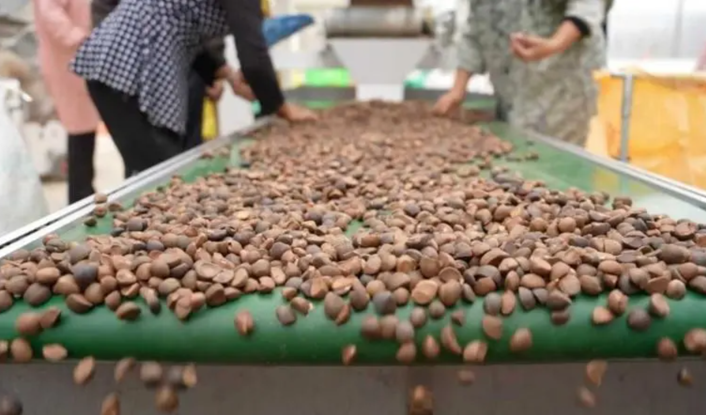 自动化加工线:从“晒果”到“低温锁鲜”