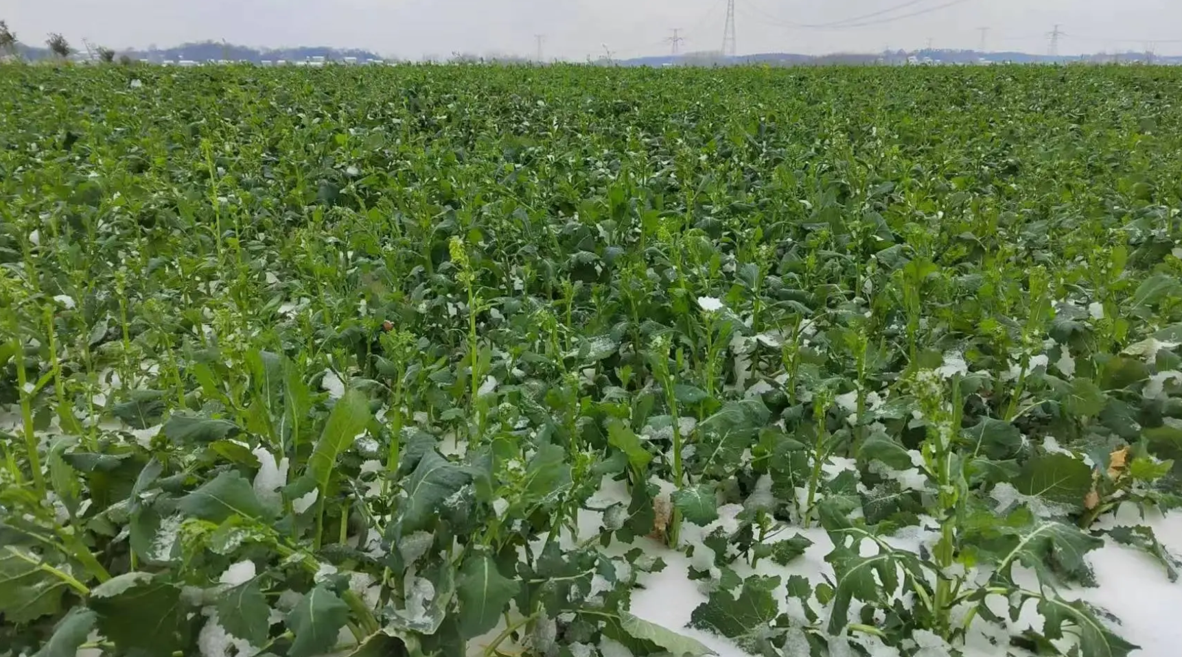 下雪后的油菜田