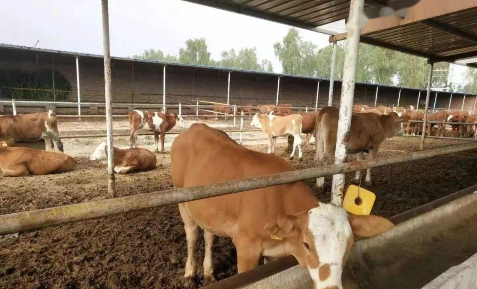 如何通过改善犊牛舍的通风与保温平衡，以及疫苗接种程序，有效降低冬季犊牛支气管肺炎的发病率？