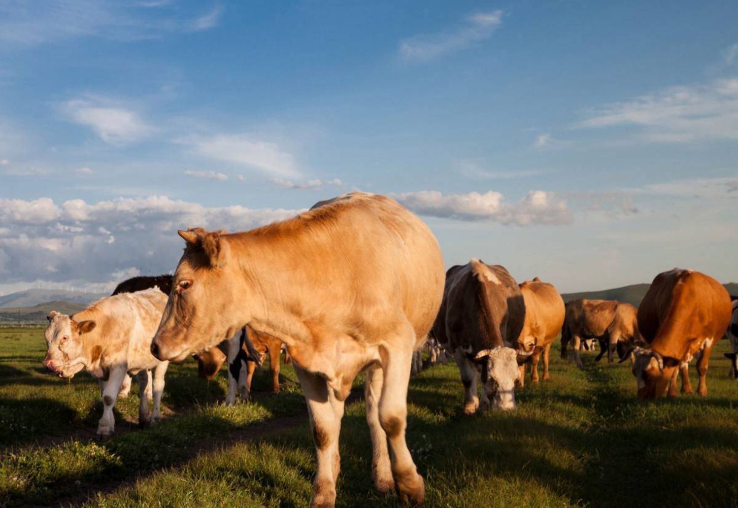 如何有效降低冬季犊牛支气管肺炎的发病率？