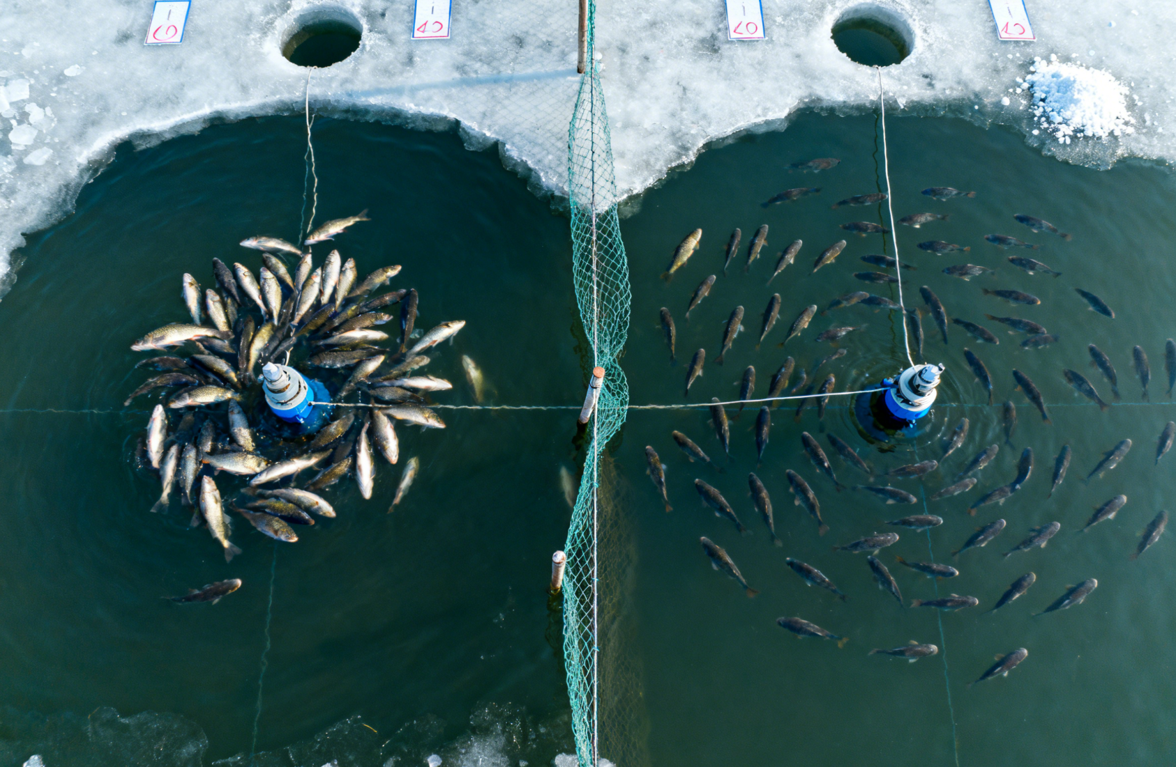  增氧效果对比实验，鱼群分布状态远景