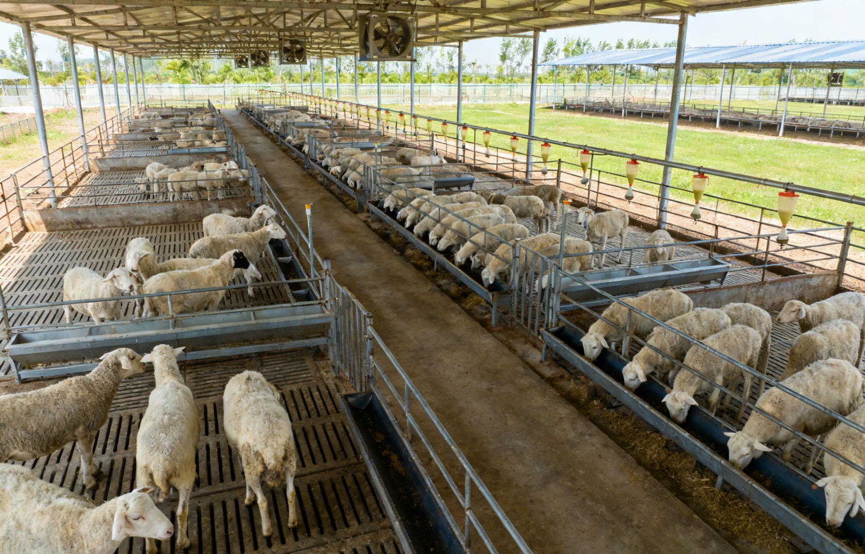 怀孕后期母羊（临产前2个月）的营养需求剧增，如何通过“精准补饲栏”进行分群差异化喂养？