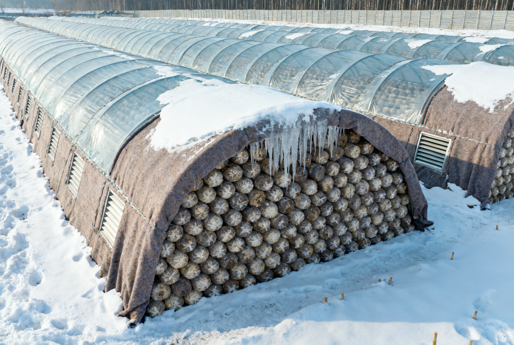 冬季代料香菇黑木耳菌棒安全越冬实战：刺孔增氧与堆码覆盖双策并用