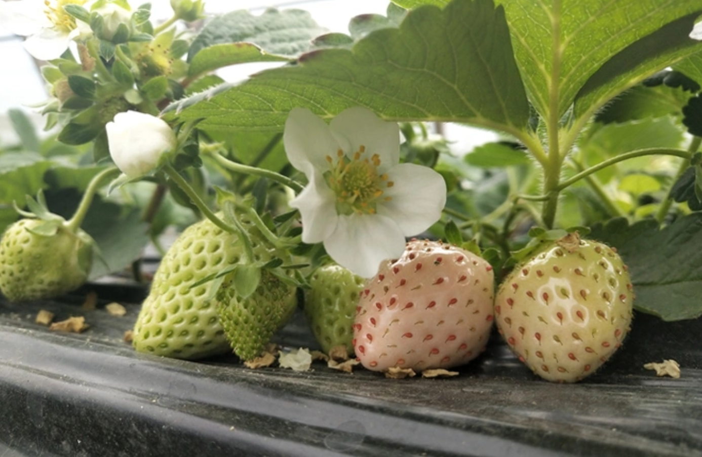 白草莓为什么是白色的？揭开白草莓背后的科学秘密