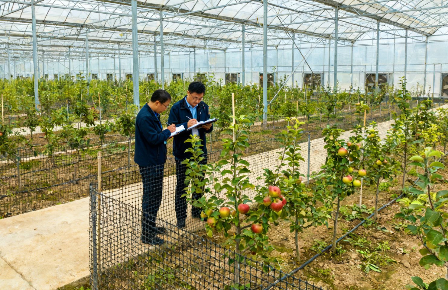 冬季苗木调运高峰来临！如何识别并阻断柑橘黄龙病与苹果锈果病等检疫性病害传入？