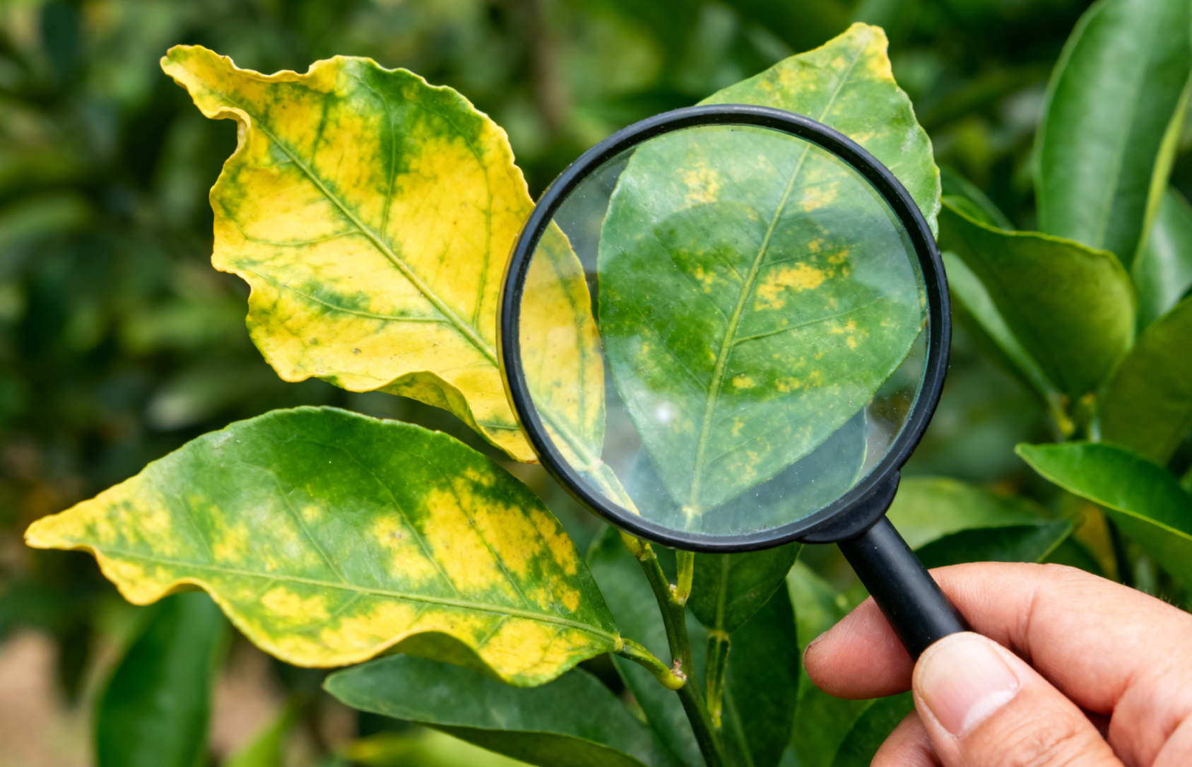 柑橘黄龙病叶片症状，不均匀黄化与绿色叶脉近景