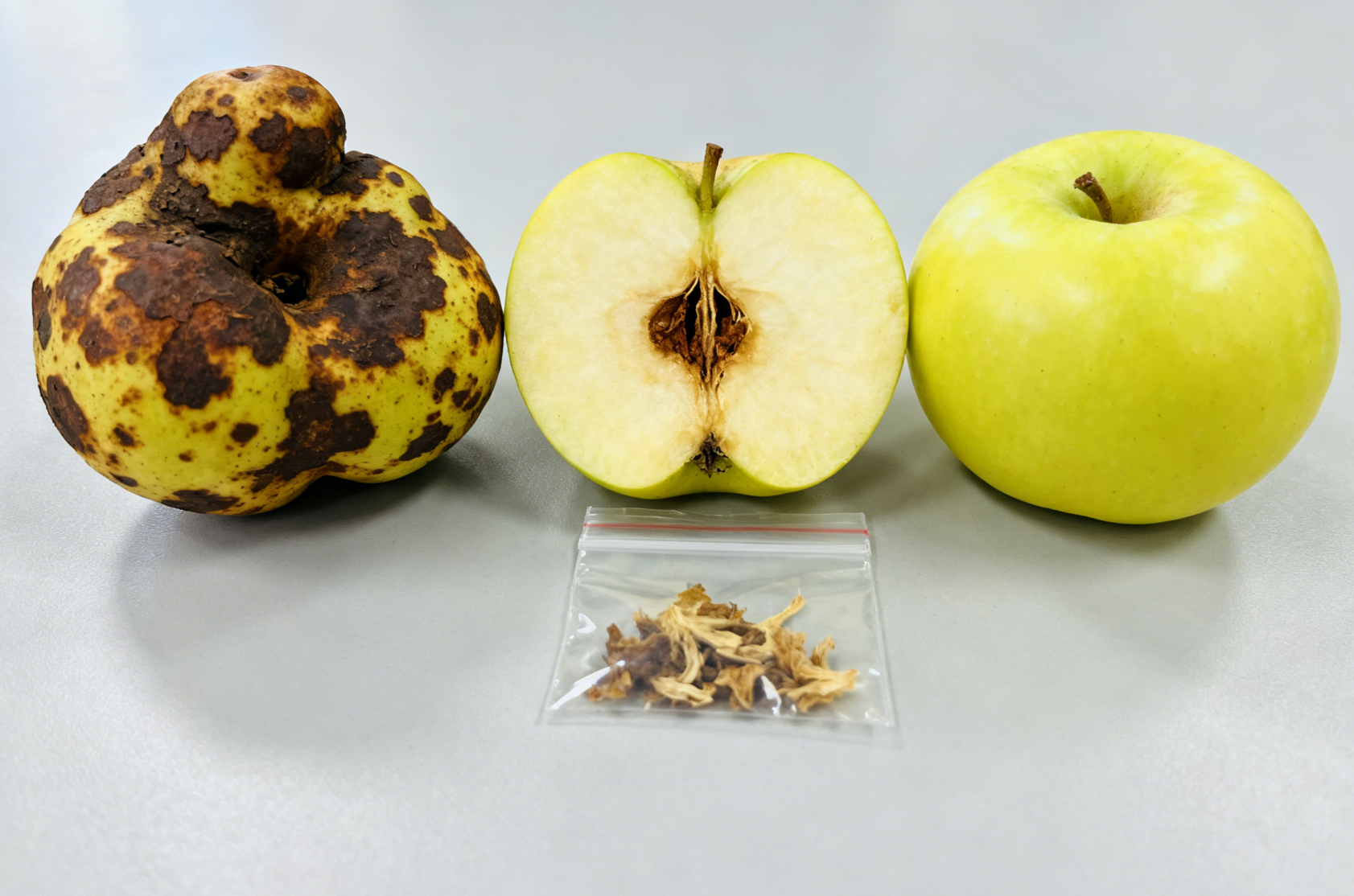 苹果锈果病果实症状，深褐色锈斑与畸形果近景