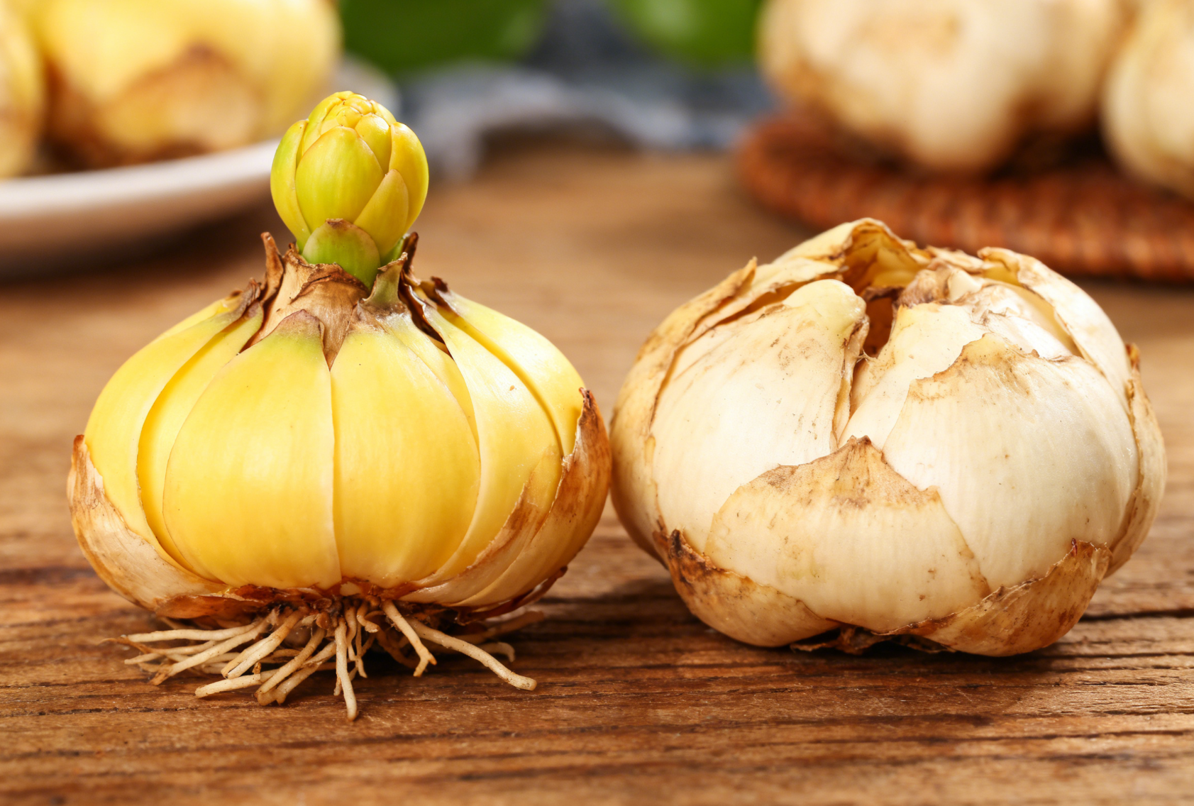 观赏百合与食用百合鳞茎对比近景