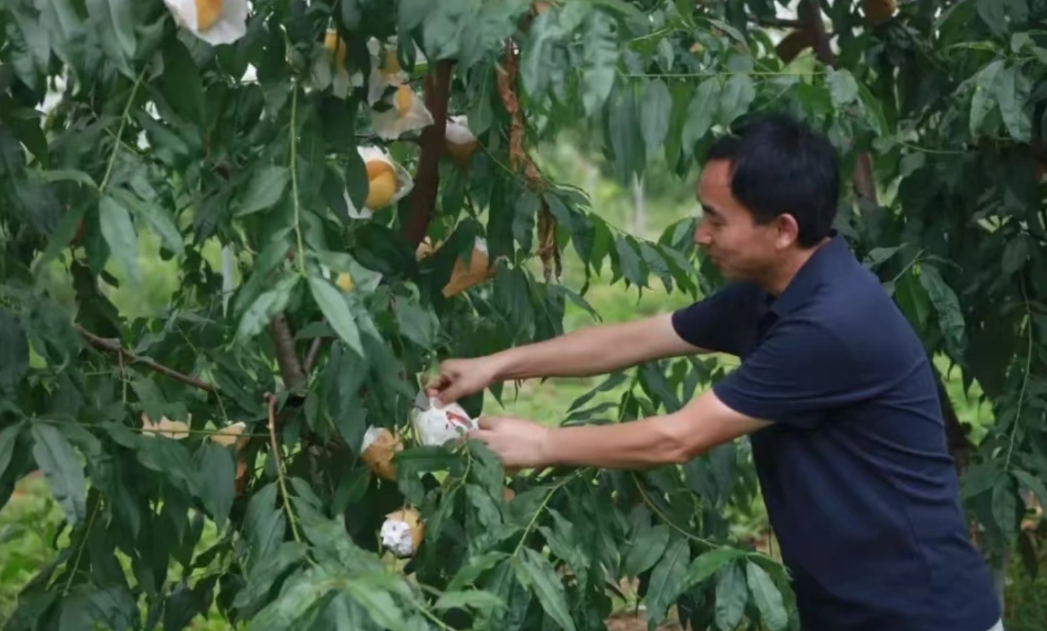 农业科技成果转化