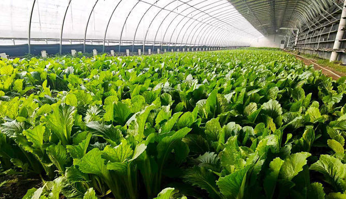 北山村大棚远景