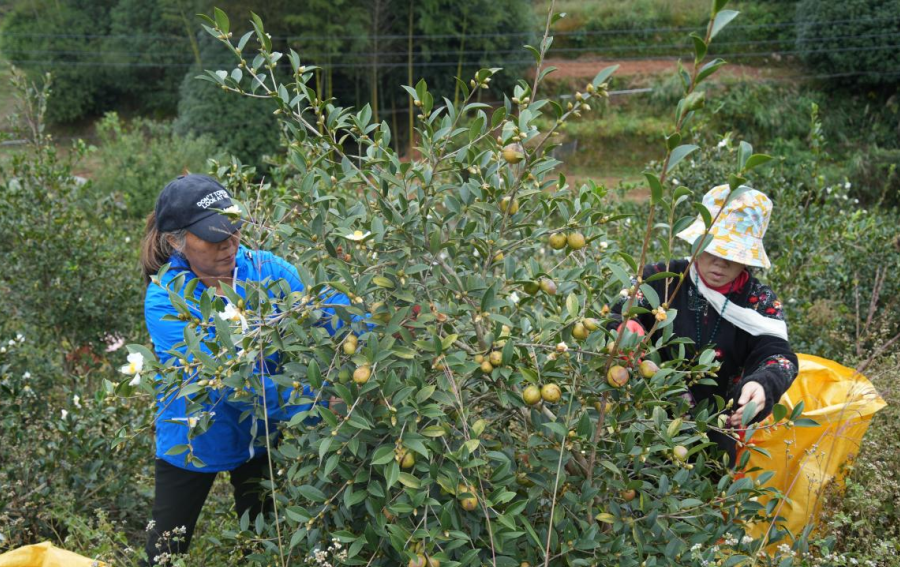 油茶林劳作场景