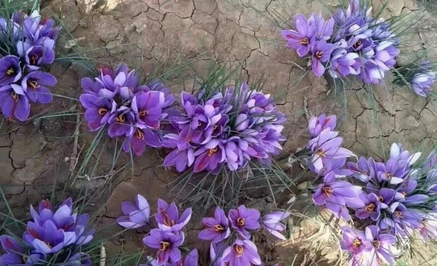 藏红花种植场景