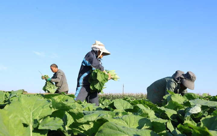 冬闲田变致富田！永州冷水滩油菜薹批量供应粤港澳 后续采收菜籽榨油双收益