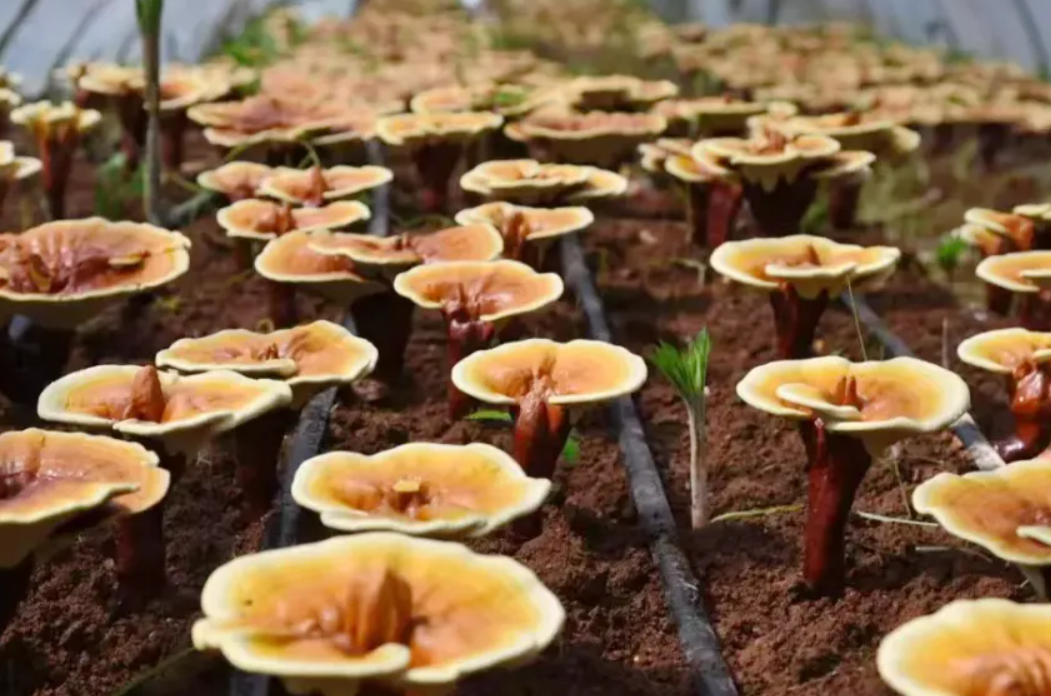 深圳对口帮扶结硕果：龙川三印村林下灵芝种植开辟乡村振兴新路径