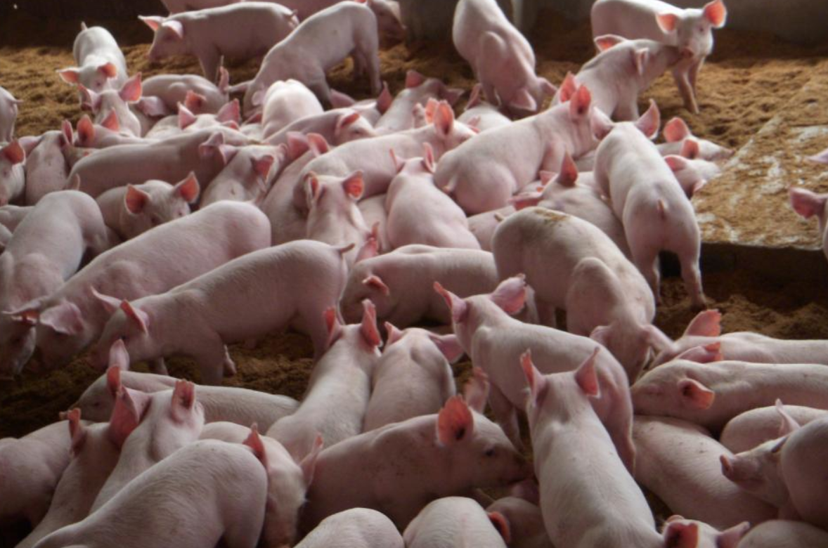 养猪入门指南：如何选择最适合的后备母猪品种