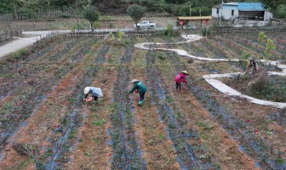 湖南江华：千亩食用玫瑰开出特色产业致富花