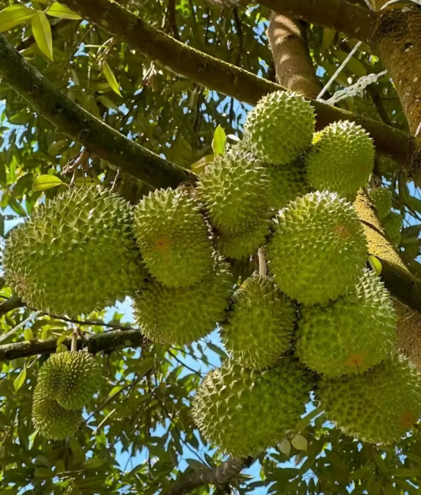 农民种榴莲避坑指南：别再把好苗养废 把熟地累瘦