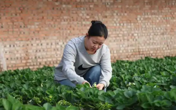 内蒙古兴安盟”草莓姑娘”的乡村振兴实践：年收入40万的年轻新农人