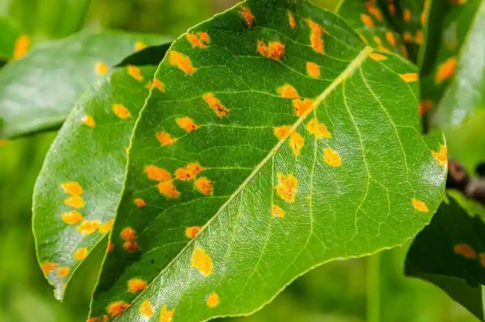 梨树有哪些常见病害？如何防治梨树常见病害？